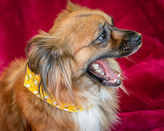 Foster Petunia-9413