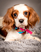 Foster josephina-3717