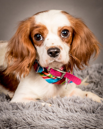 Foster josephina-3717