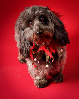 Frankie-8041