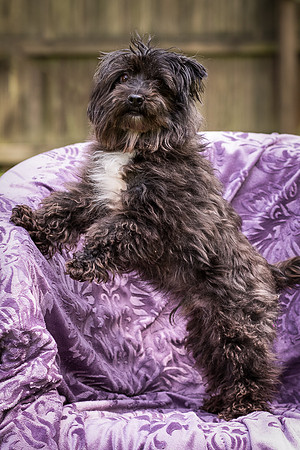 Foster Sammy-8285