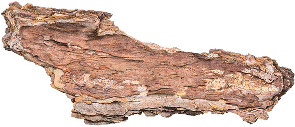 Bark_1