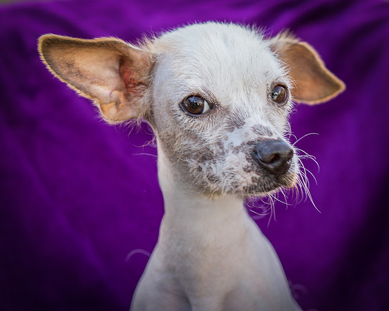 Foster Dobby-8849