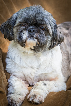 Foster Misha-8415
