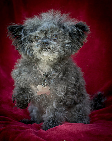 Foster Vivienne-9267