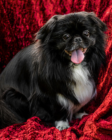 Foster Prince-0917
