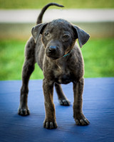Foster Rigley-0088