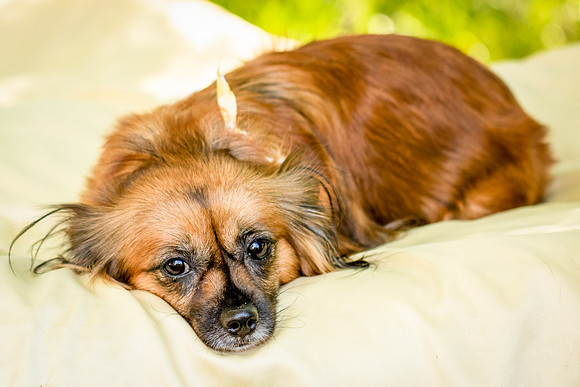 Foster Petunia-9231