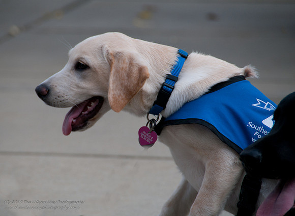 Guide Puppies (1 of 191)
