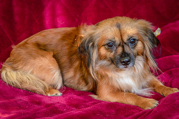 Foster Petunia-9366