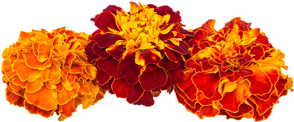 Flower_19