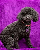 Foster Mindy-7318