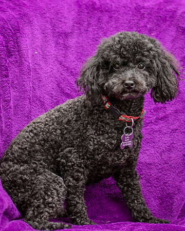 Foster Mindy-7318