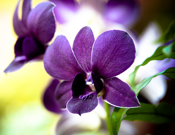 flowers-9166