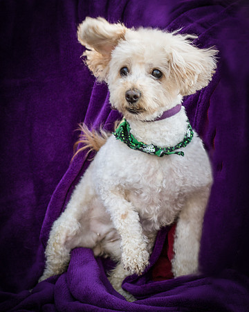 Foster Annalise-0686