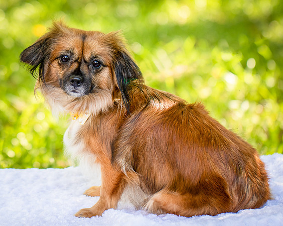 Foster Petunia-9212