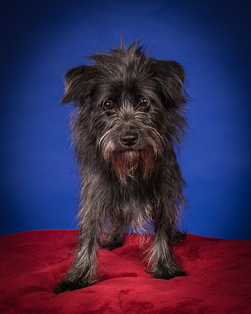 Foster Phoenix-7043