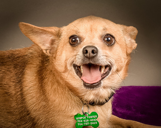 Foster Dobby-8151