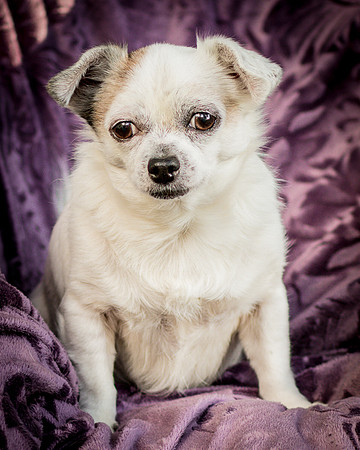 Foster Petey-9946