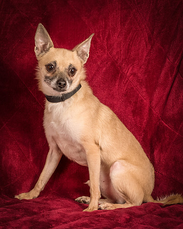 Foster Kiwi-8371
