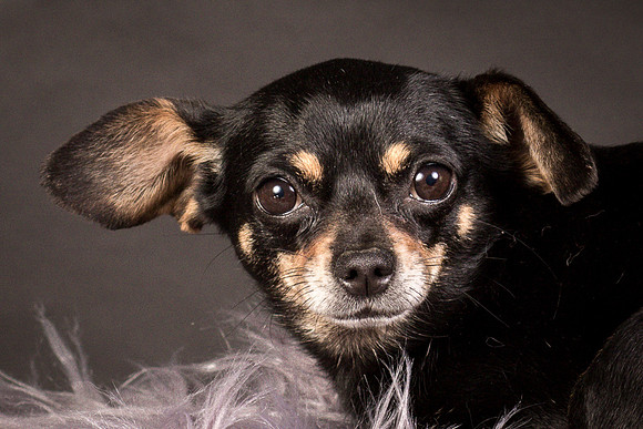 Foster Pansy-9415