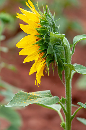 sunflowers-8719