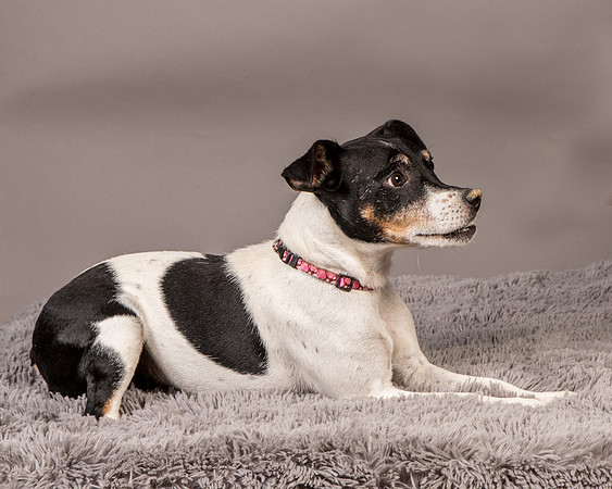 Foster Pollyanna-4019