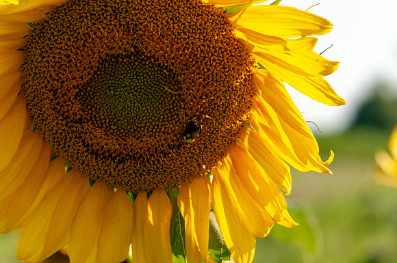 sunflowers-1742