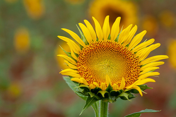 sunflowers-8791