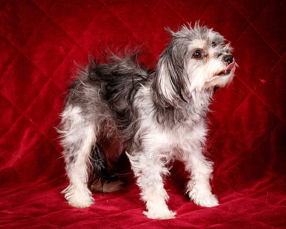 Foster Alex-6296