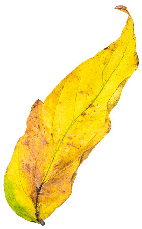 Leaf_8