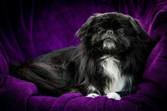 Foster Prince-0976
