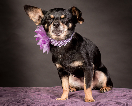 Foster Pansy-9306