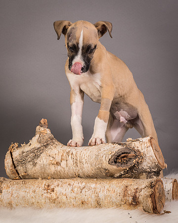 Foster Barnabas-4565