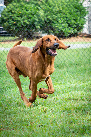 Roscoe-0608