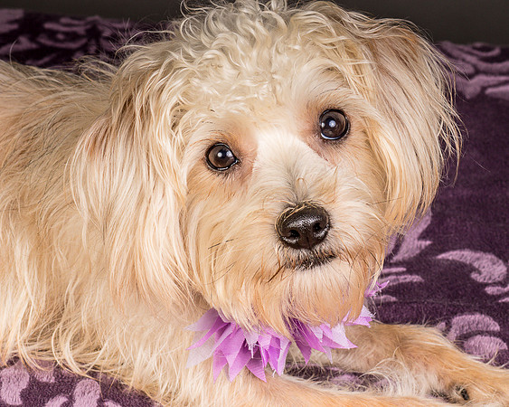 Foster Henrietta-8554