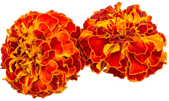 Flower_18