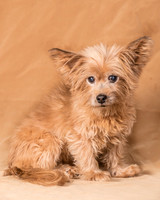 Foster Nessa-5611