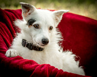 Foster Formiga-9608