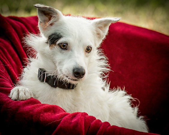 Foster Formiga-9608