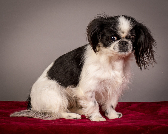 Foster Gypsy Rose-7823