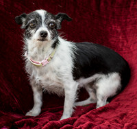Foster Olive-7668