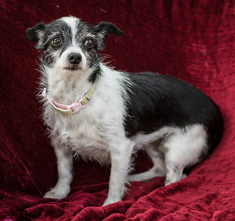 Foster Olive-7668