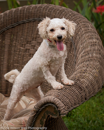 Foster Emmy Lou-3262