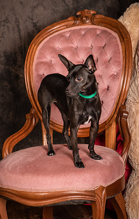 Foster Elvira-0160