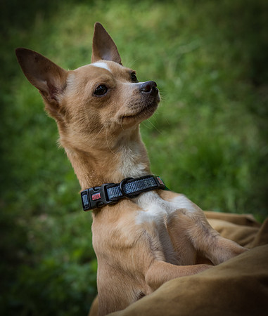 Foster Tony-8803