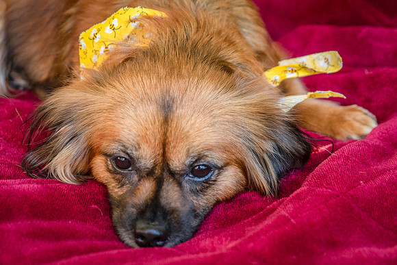 Foster Petunia-9396