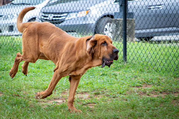 Roscoe-0668