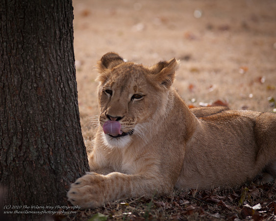 Suzies Pride-2143