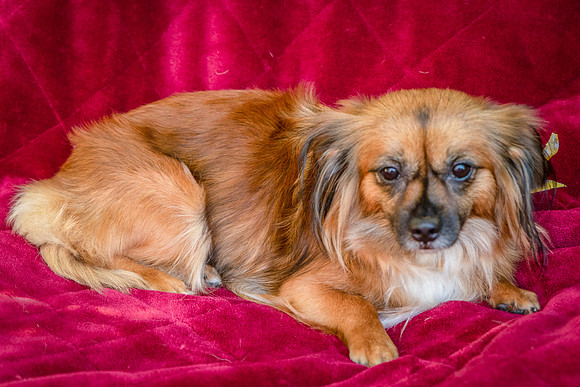 Foster Petunia-9403